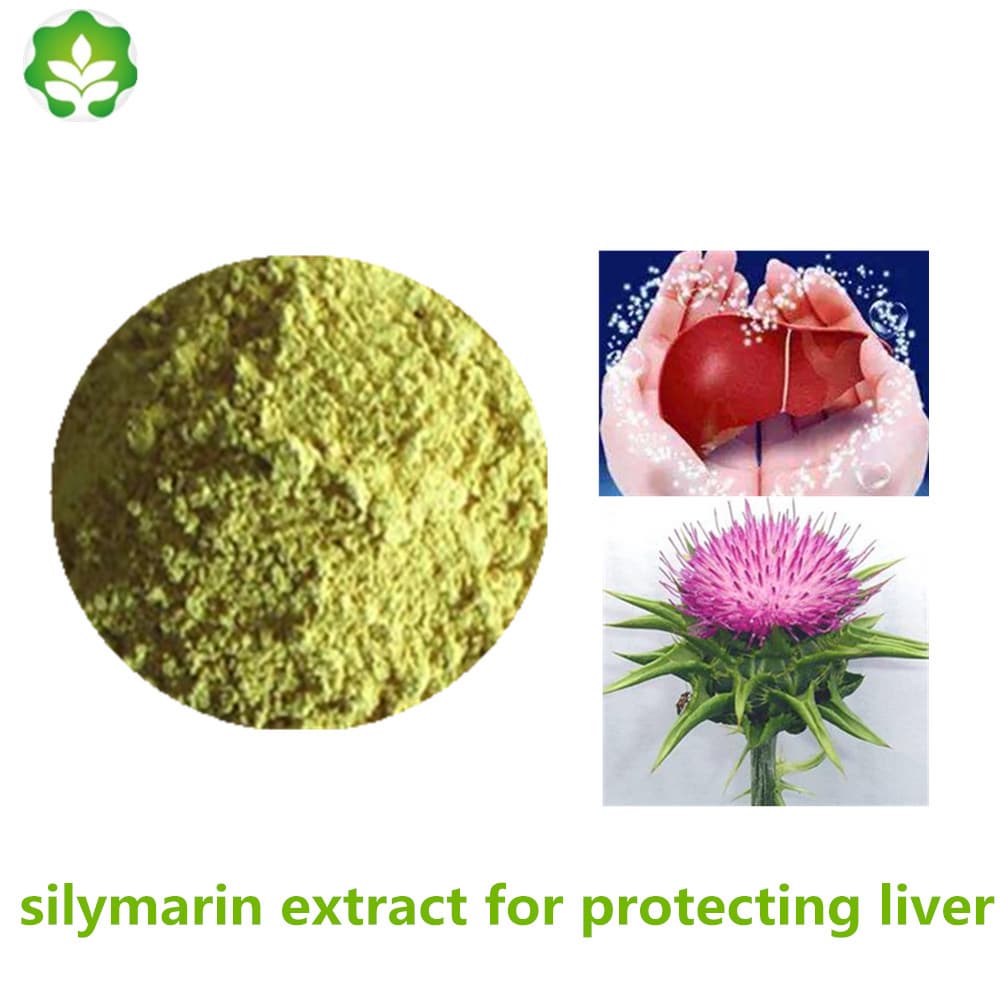GMP certificated silymarin extract for protecting liver